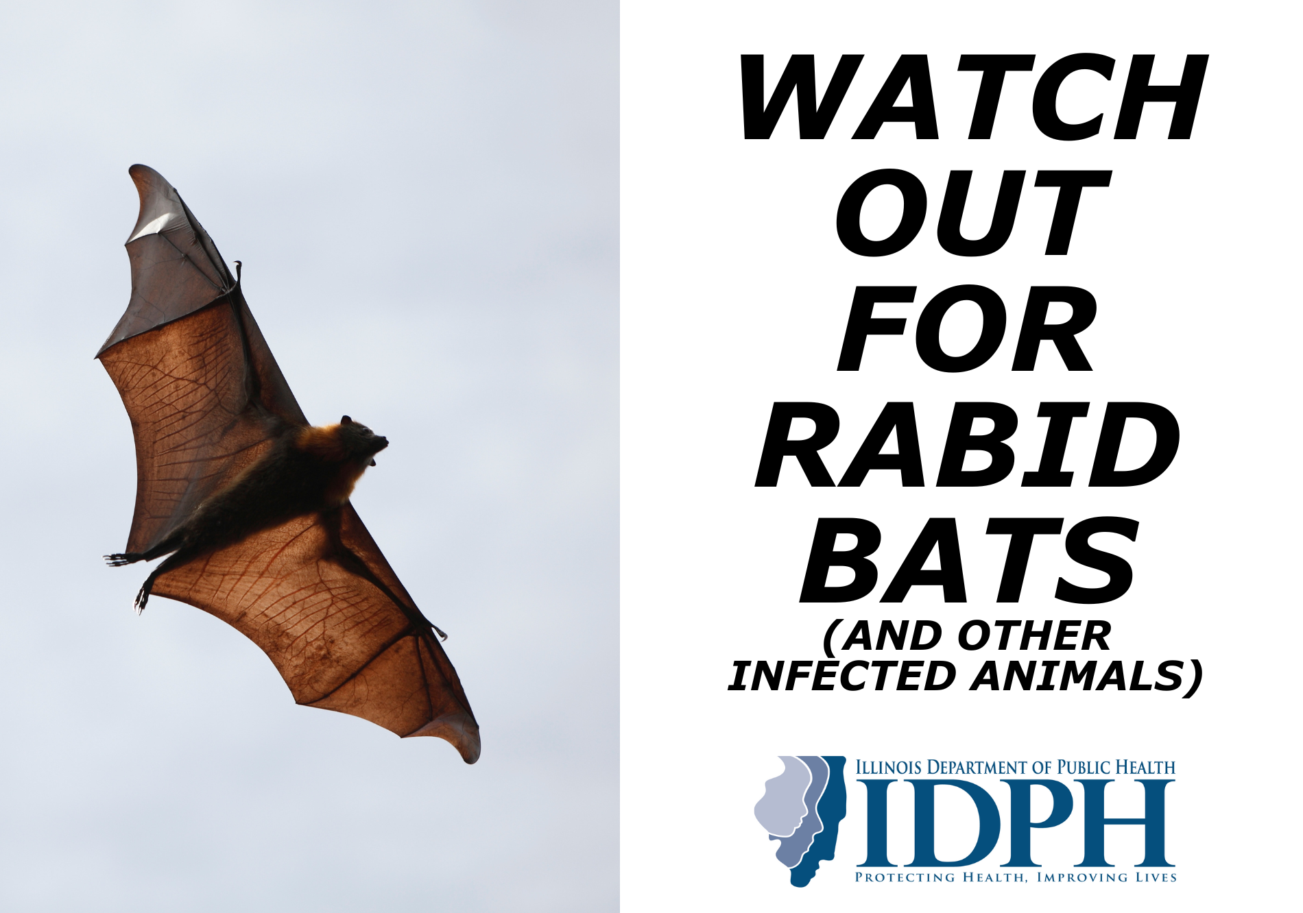 Rabid Bats